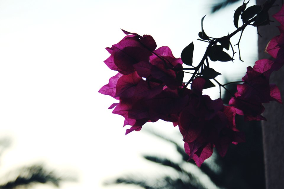 Nature, Photography, Flowers