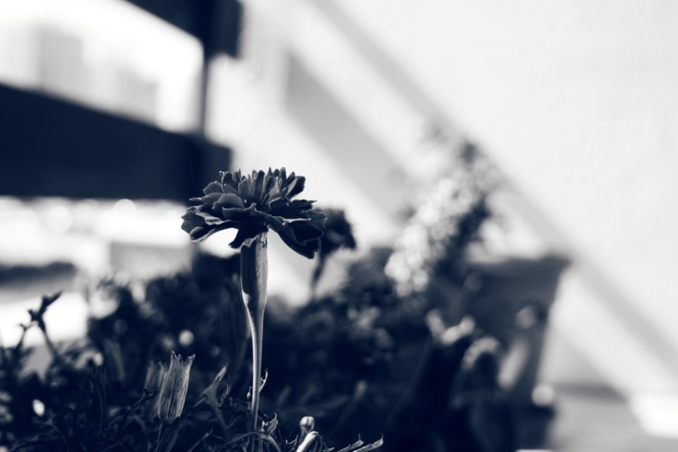 Photography, Bokeh, Flowers