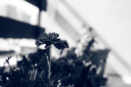 Photography, Bokeh, Flowers
