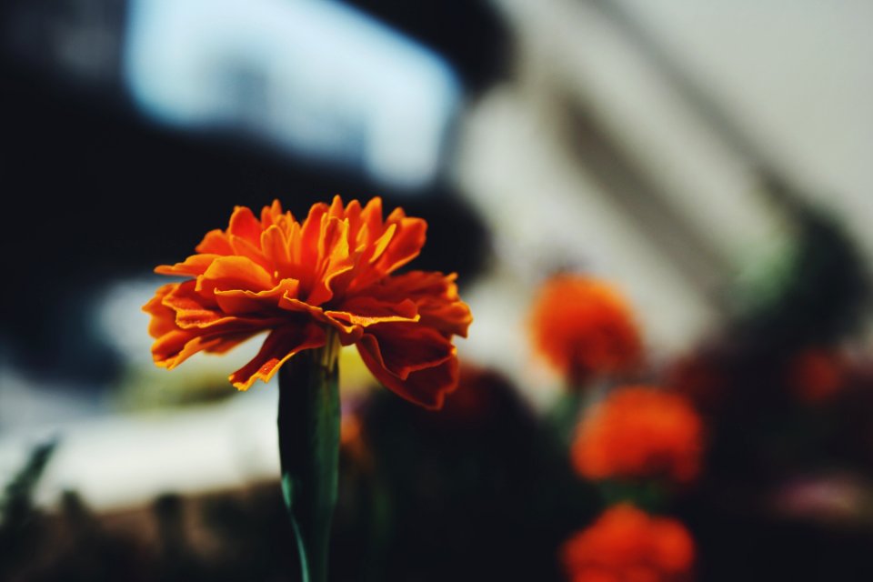 Plants, Photography, Bokeh