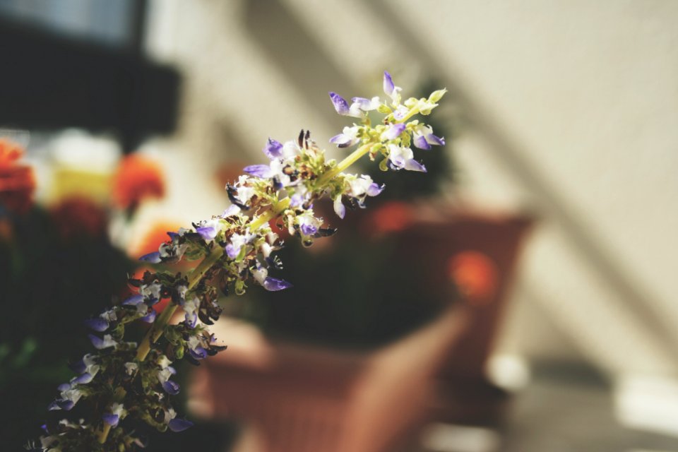 Photography, Bokeh, Flowers
