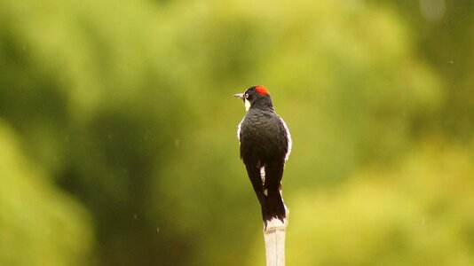 Animals birds insects