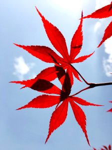 Leaf, Maple photo