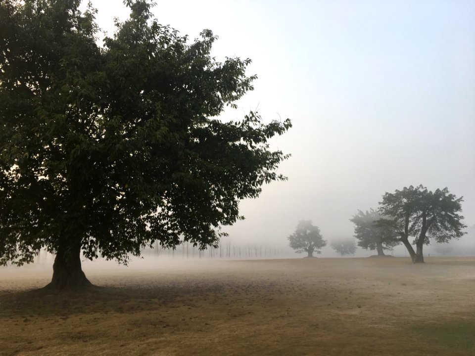Tree, Fog