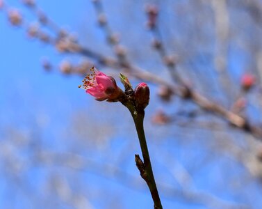 Blossom flower bloom