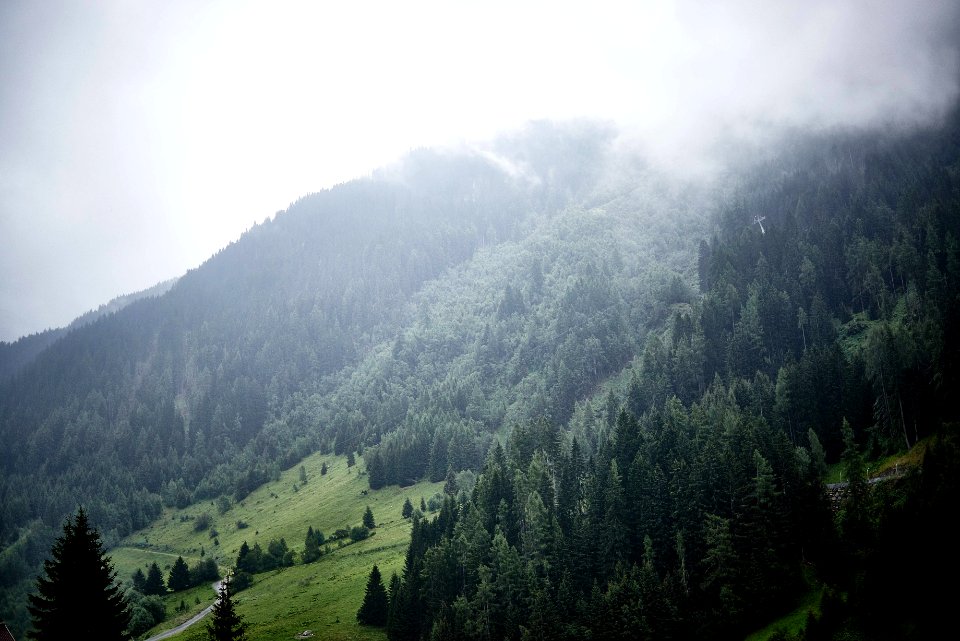 fog covered forest
