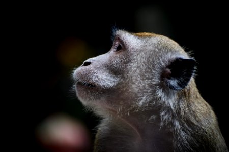 shallow focus photography of monkey photo