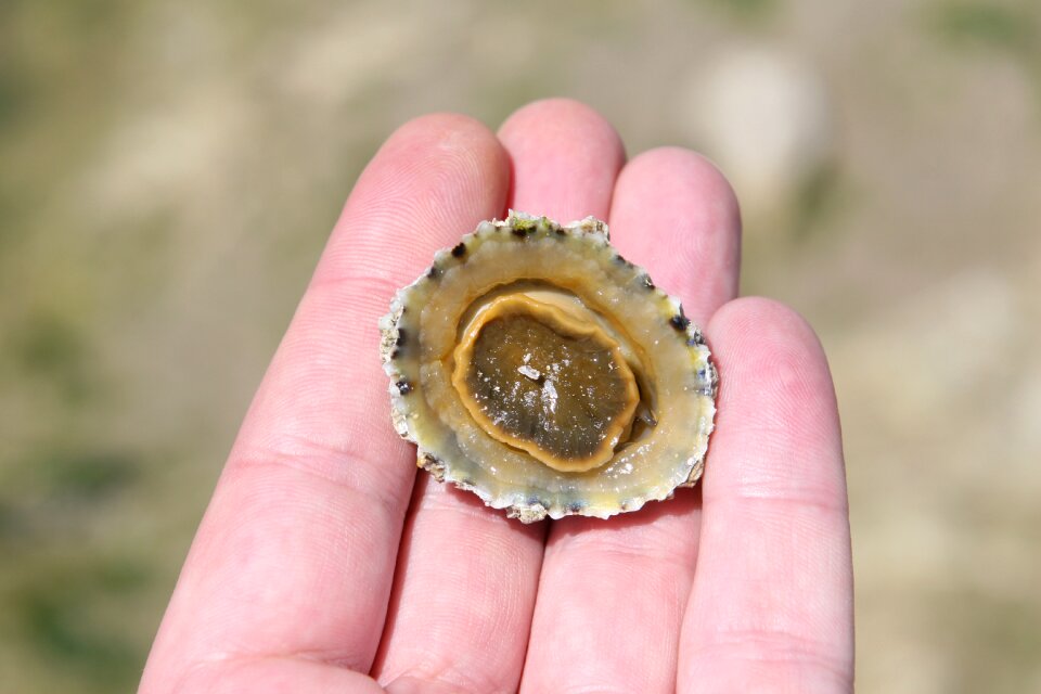 Clam creature crustation