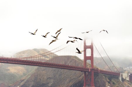 Flock flying golden gate bridge