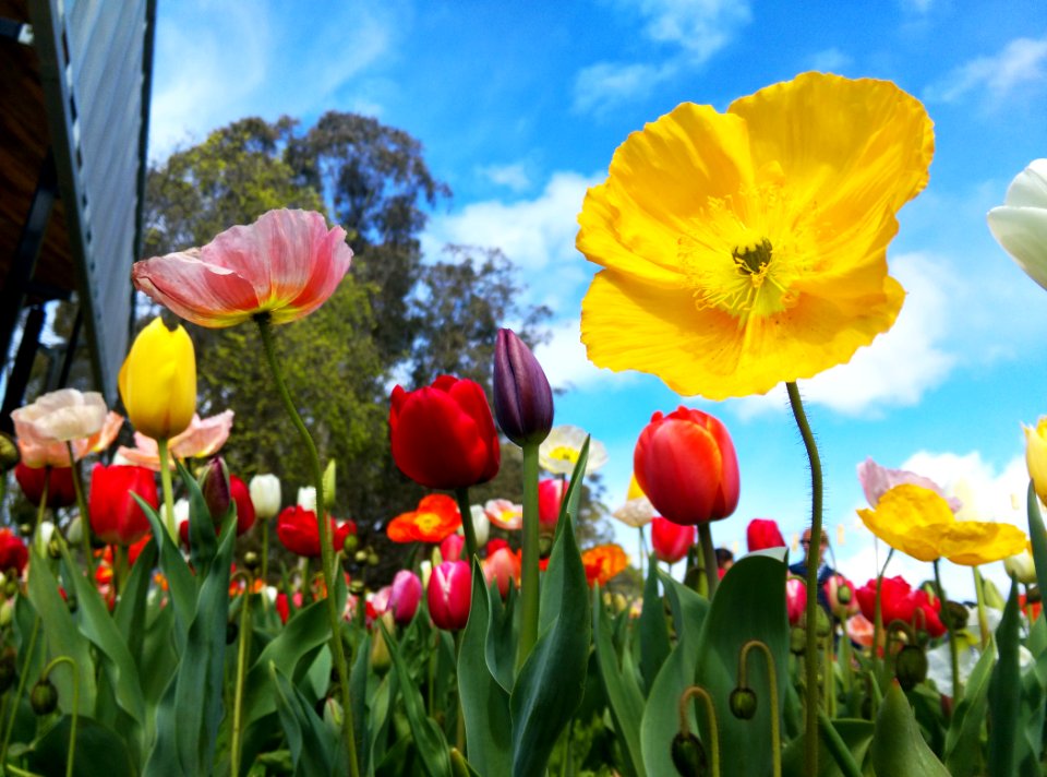 Floriade, Parkes, Australia
