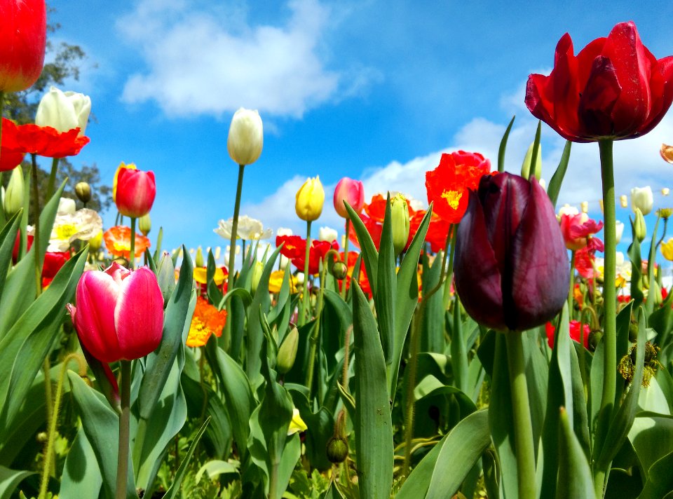 Floriade, Parkes, Australia