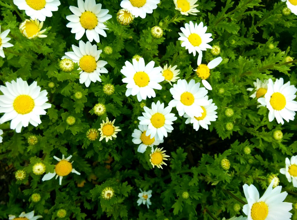 Floriade, Parkes, Australia