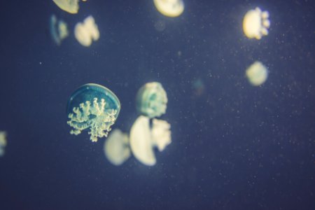 Underwater, Swim, S.e.a. aquarium