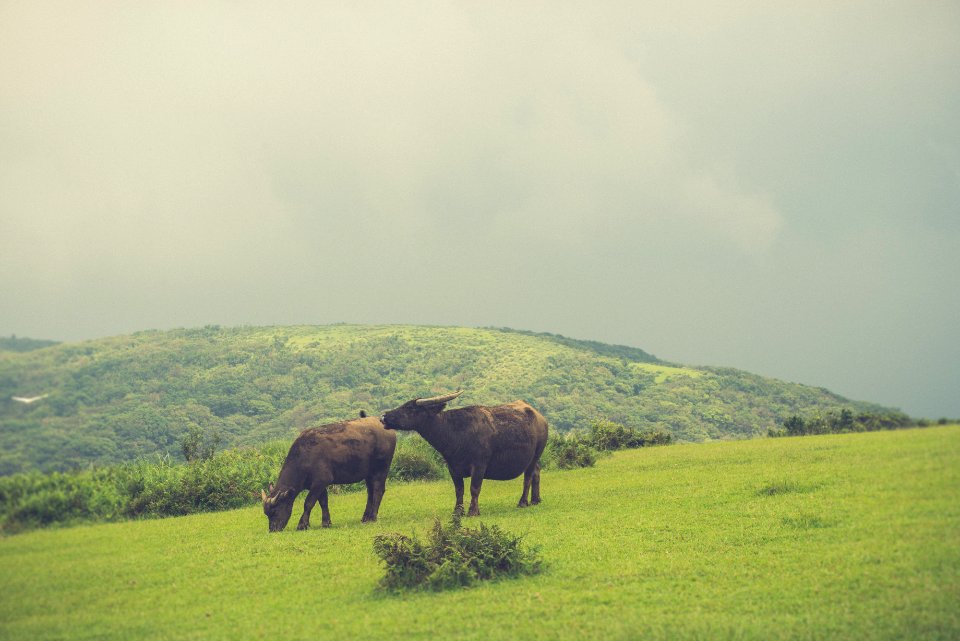 Yangmingshan national park, Taiwan, Cows