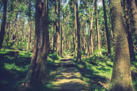 Yangmingshan national park, Taiwan, Path photo