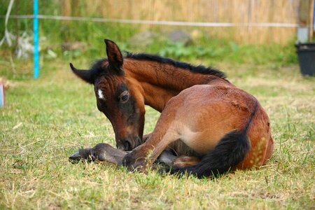 Brown mold thoroughbred arabian sleep