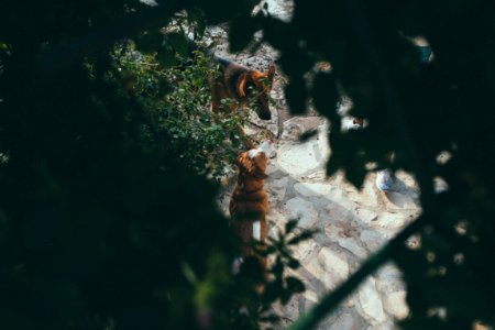 Rijeka, Croatia, Plants photo