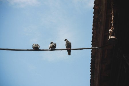 Group of birds, Group, Birds on wire