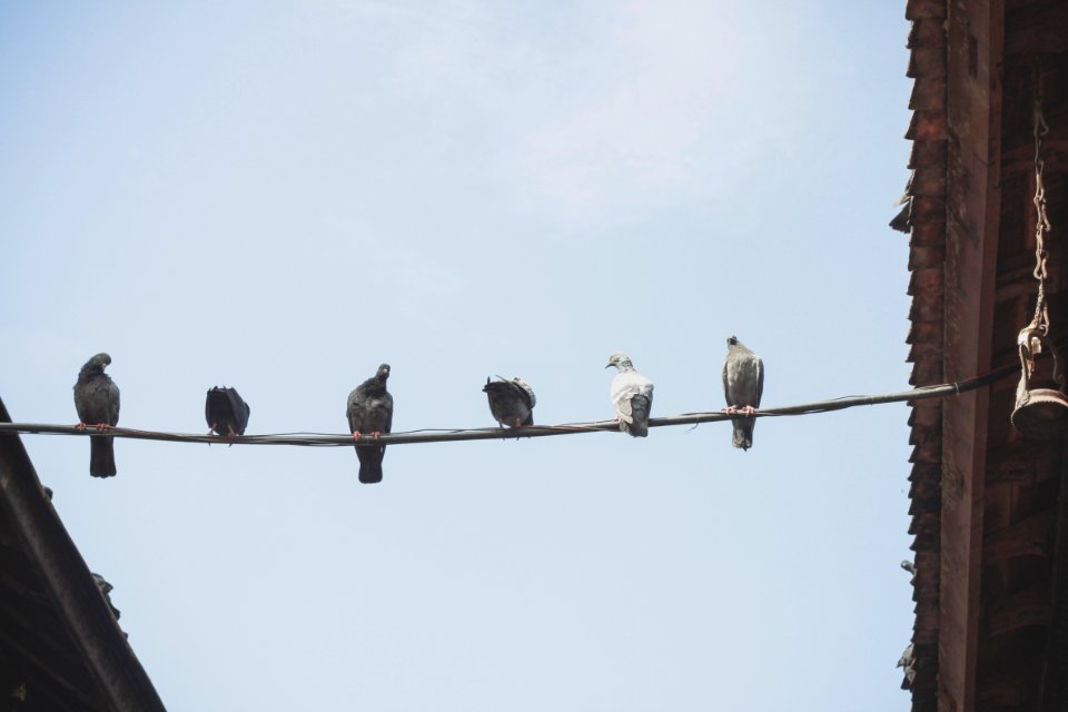 Wire, Group of birds, Group