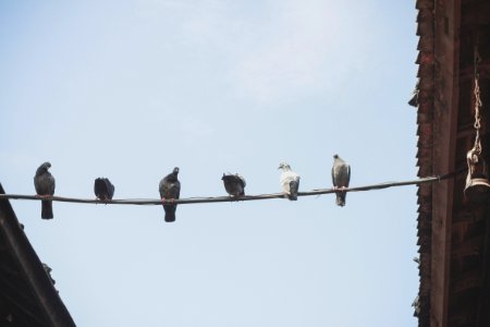 Wire, Group of birds, Group photo