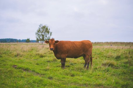 Estonia, Viinistu, Food