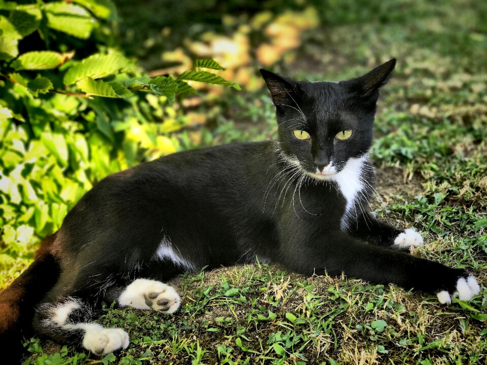 Animal young cat pet