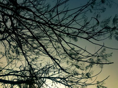 Sky, Tree, Silhouetted photo