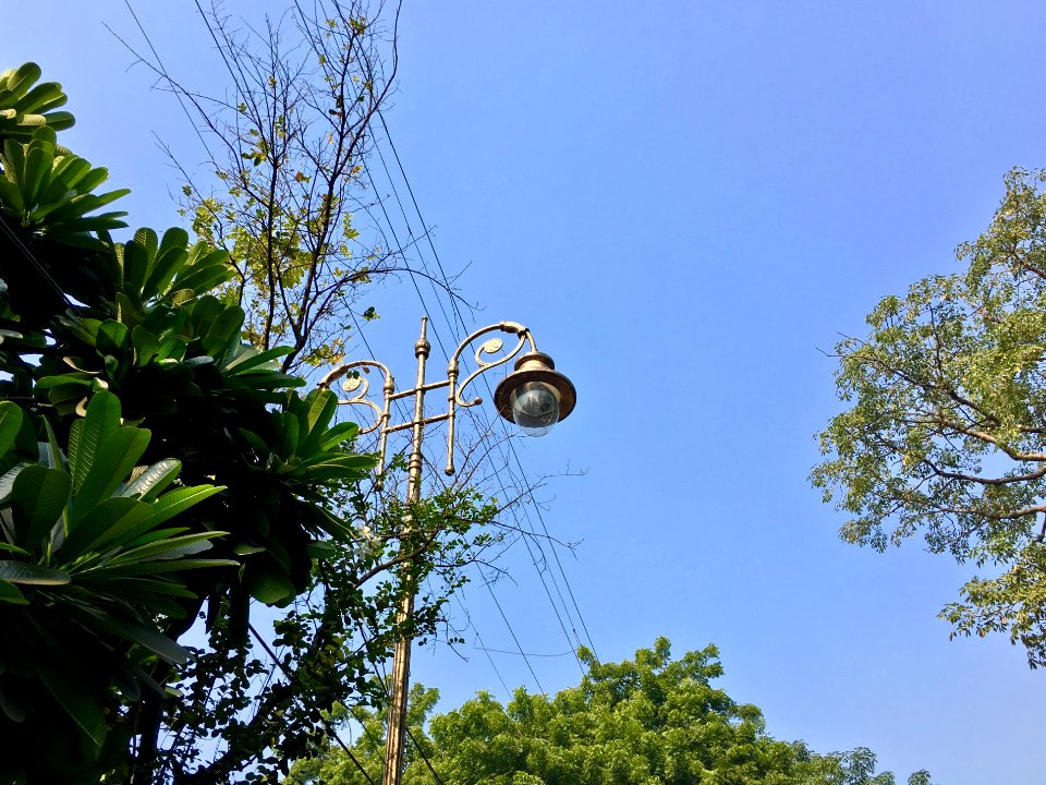 Sky, Tree, Lamppost photo