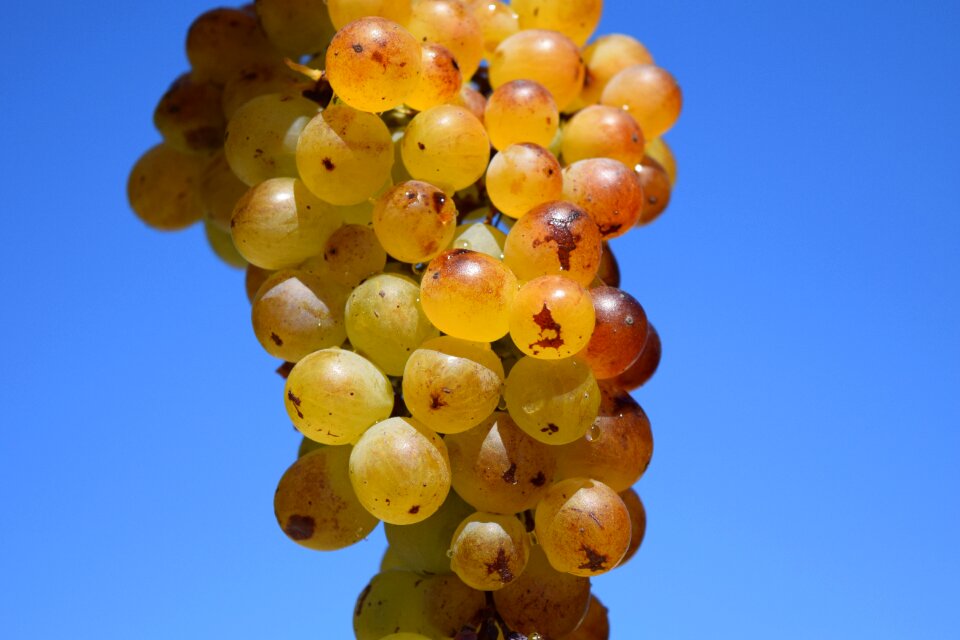 Fruit table grapes healthy