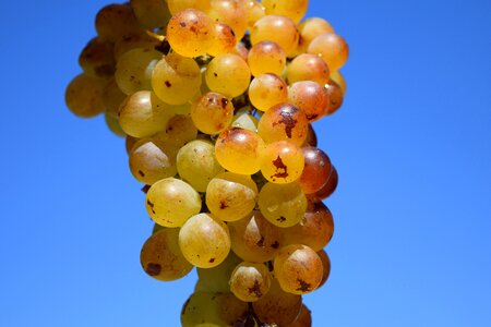 Fruit table grapes healthy photo