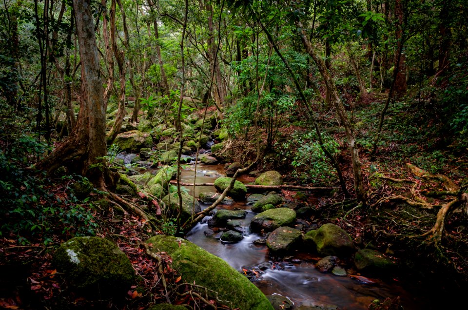 Glenrock, Australia, Bush