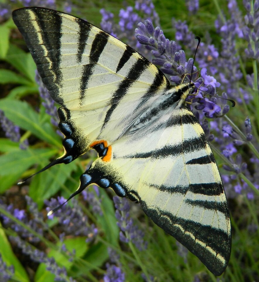 Czech republic lavender garden