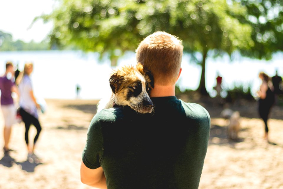 Dog, Post lake at baldwin park, Orl