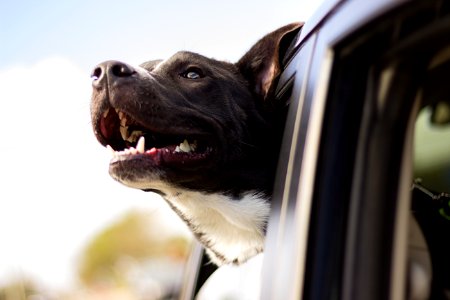 dog looking out the window