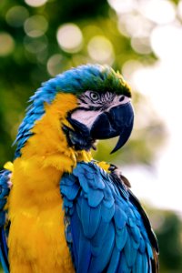 close up of a yellow and blue macaw photo