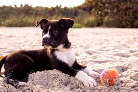 short-coated black and white puppy playing on gray sands photo
