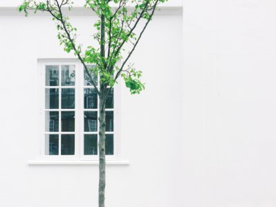 green leafed tree beside white concrete building with glass window photo