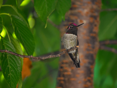 gray and black bird on tree photo