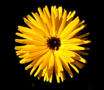 shallow focus photography of yellow flower photo