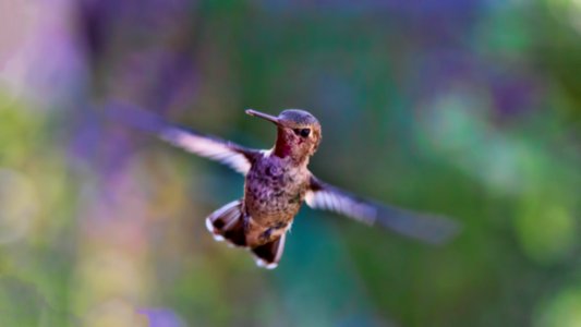 selective focus photography of flying brown hummingbird photo