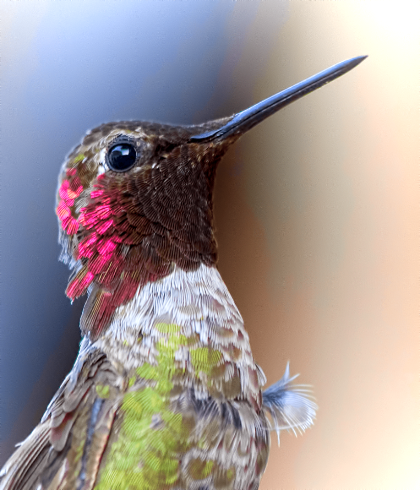brown, green, and red hummingbird close-up photography
