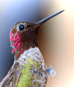 brown, green, and red hummingbird close-up photography photo