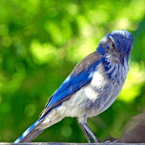 blue and gray bird photo