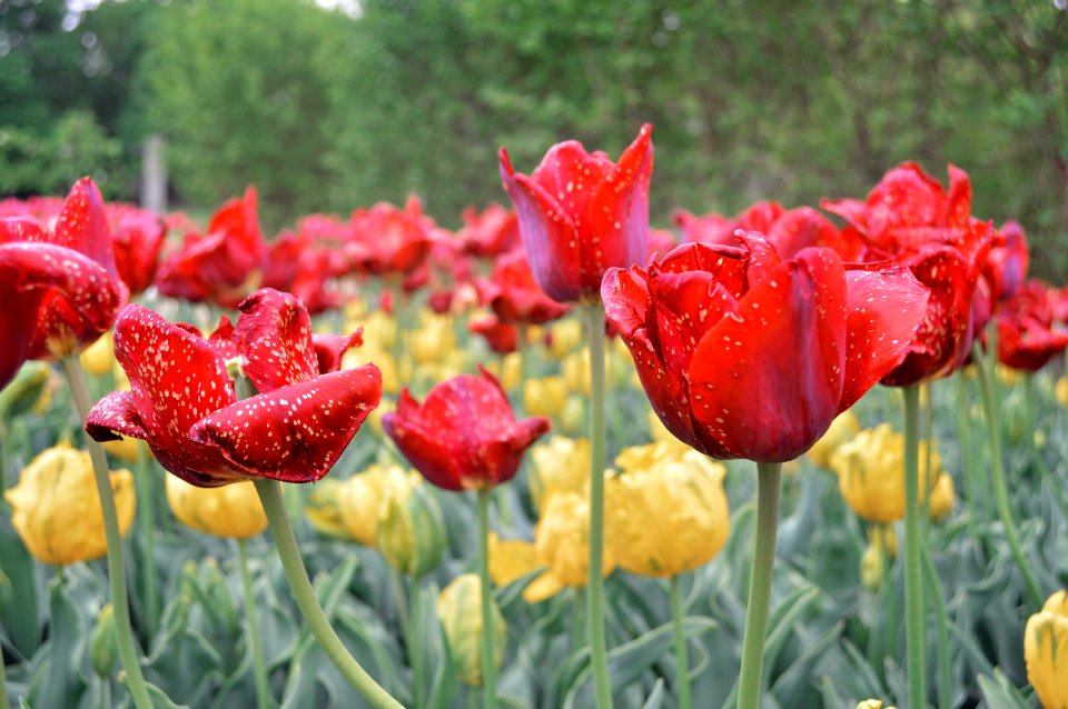 The arboretum at penn state, State college, United states