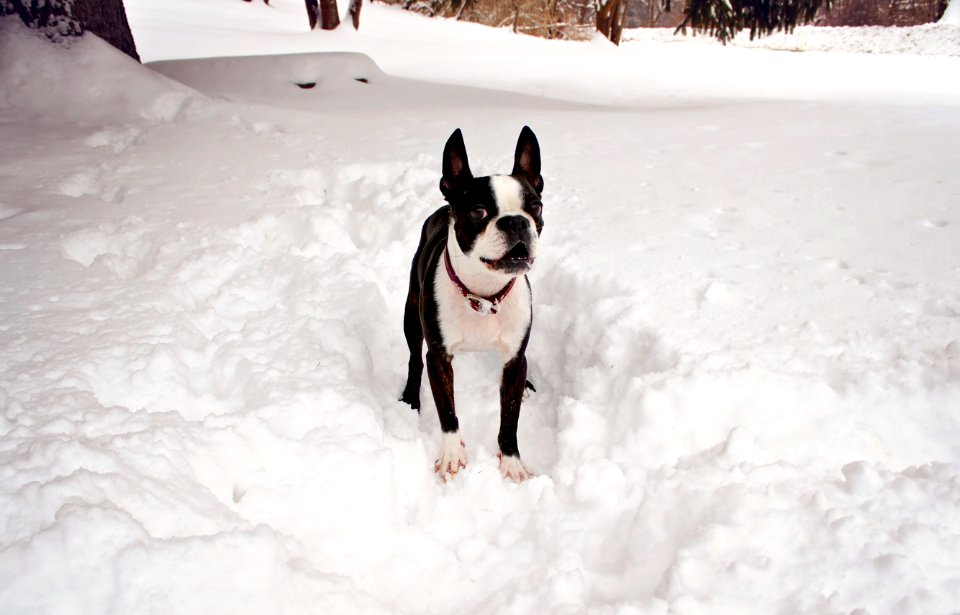 Winter, Snow, Dog