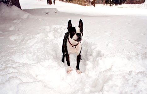 Winter, Snow, Dog photo