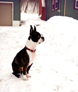 Red collar, Boston terrier, Winter photo