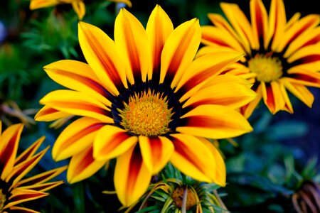 Yellow flower blossom bloom photo