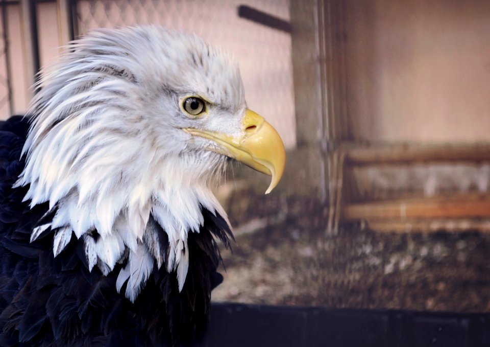 Bold, America, Patriotic