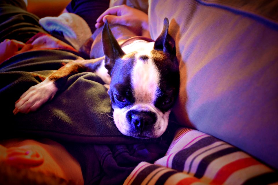 Mans best friend, Mood, Tranquil